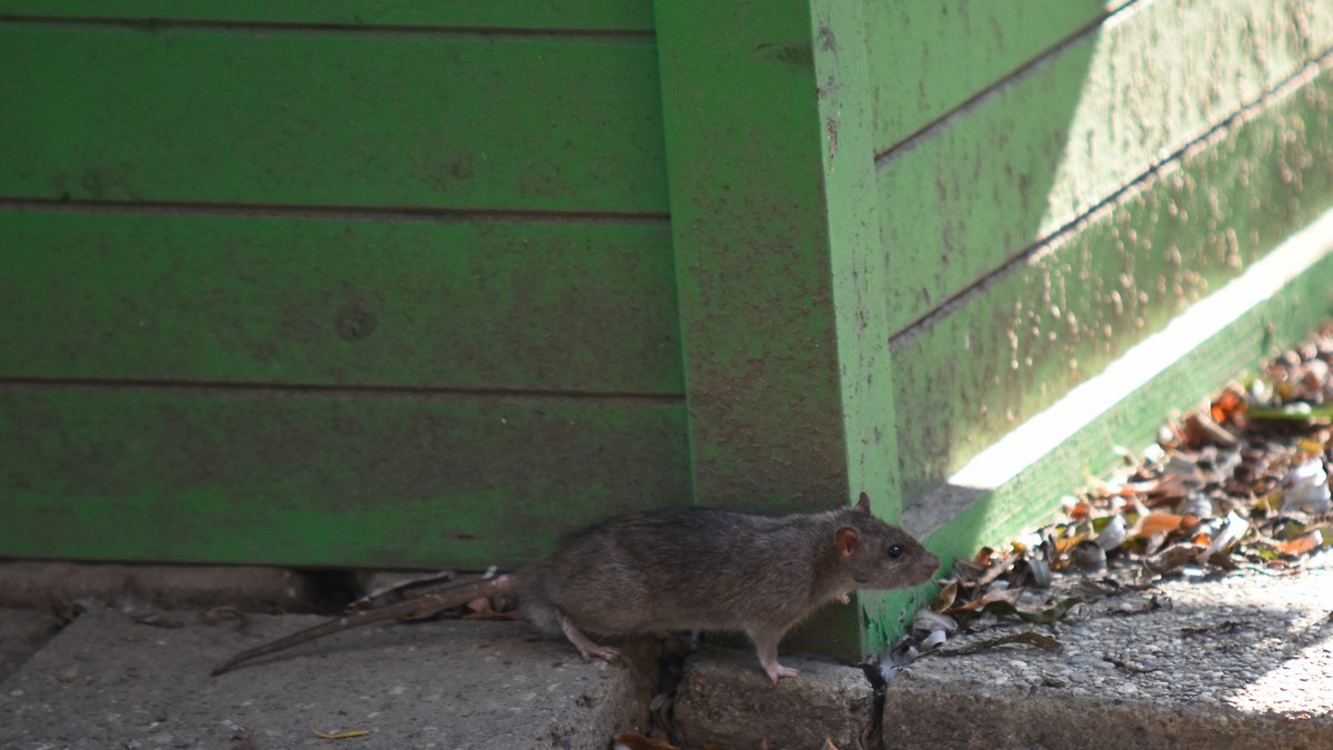Ovo odmah uradite i oteraćete miševe i pacove iz dvorišta