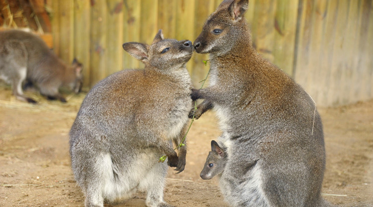 Népes lett a nyíregyházi kengurucsapat / Fotó: Sóstó Zoo
