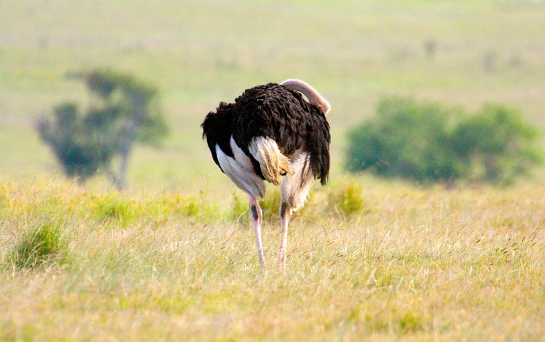 Struś nie chowa głowy piasek. On po prostu jest zajęty swoimi prywatnymi sprawami