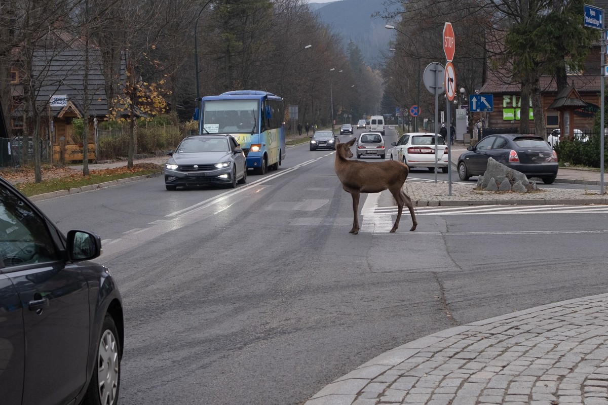 Dzikie jelenie opanowały Zakopane. Urzędnicy ostrzegają