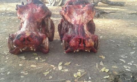 The controversial hunt has been approved again by Zambia's Department of National Parks and Wildlife (DNPW). 