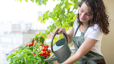 Soczyste pomidory czy ostre papryczki? Jak uprawiać warzywa na balkonie