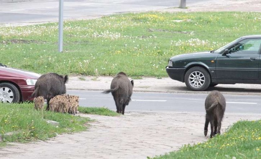 Dziki pokazały dzieciom, jak żyją "miastowi"