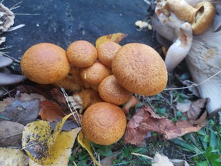 Kara za zbieranie grzybów to nawet 5000 złotych. Kiedy można ją dostać?