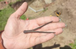 Wyjątkowe znalezisko we Fromborku. Właścicielem mógł być sam Kopernik