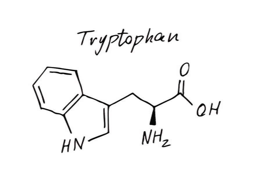 Tryptofan to jeden z 20 aminokwasów występujących w organizmie człowieka