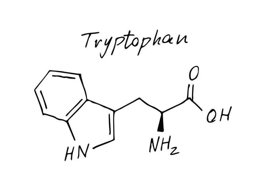 Tryptofan to jeden z 20 aminokwasów występujących w organizmie człowieka