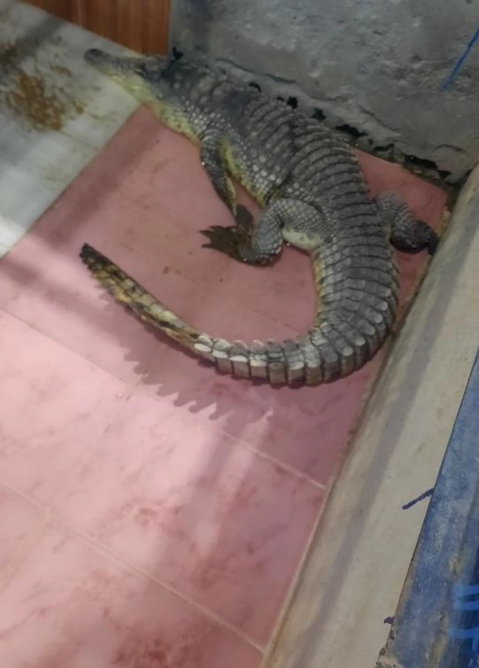 U Nubijskom selu svaka kuća ima krokodila za kućnog ljubimca