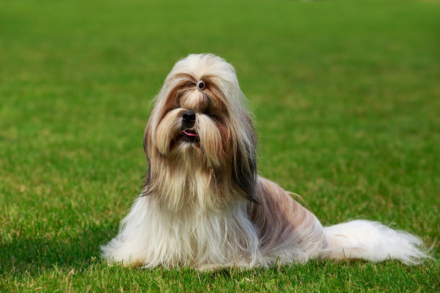 Shih tzu - deviddo/stock.adobe.com