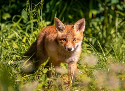 Figyeljen a kutyájára, mert októberben indul a rókák veszettség elleni vakcinázása! című cikk nyitóképe