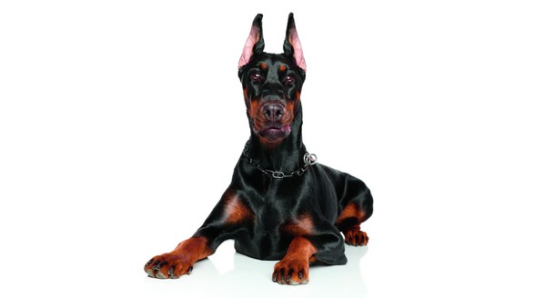 Doberman