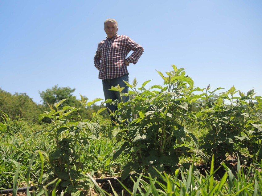 Oporavila se od grada, još da pregrmi sušu: Mađarska sorta maline na imanju Đokovića
