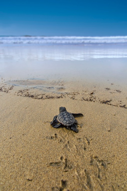 The,Loggerhead,Sea,Turtle,After,Being,Born,On,A,Beach