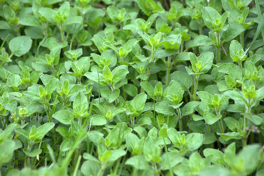 Oregano