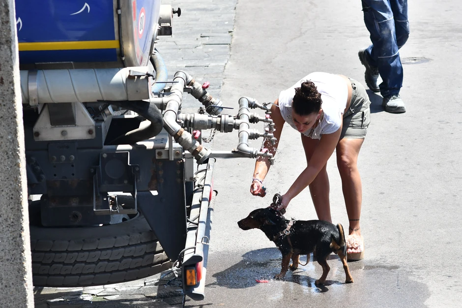 U simptome pregrevanja kućnih ljubimaca spadaju prekomerno dahtanje ili otežano disanje, ubrzan rad srca, balavljenje, slabost, ili čak kolaps