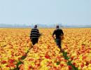 Zbiór tulipanów w Holandii Fot. Shutterstock