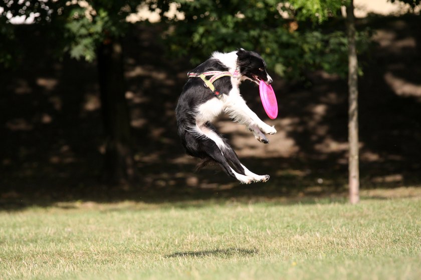 Dog frisbee