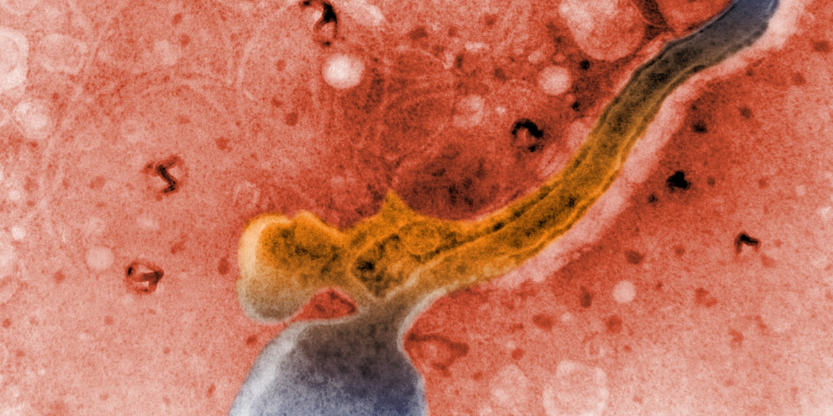 Kiła syfilis