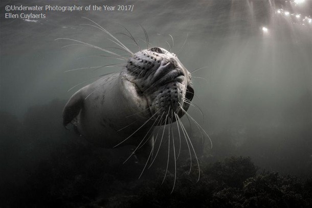 2017 Underwater Photographer of the Year