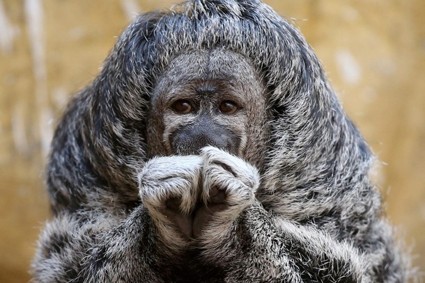 A Geoffroy's Monk Saki is seen at the Parque de Las Leyendas zoo in Lima