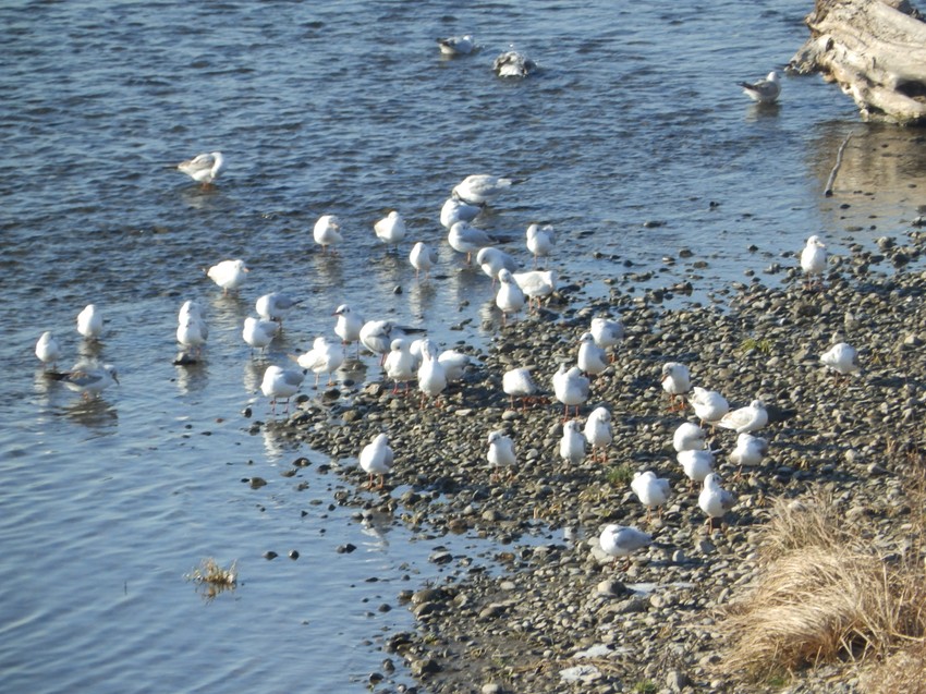 Retki rečni galebovi u Kraljevu