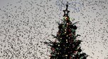 ITALY-ROME-BIRDS-STARLINGS