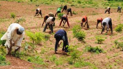 Farmers in Nigeria