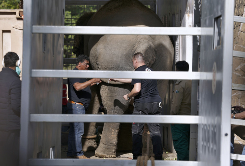 Słoń Kaavan