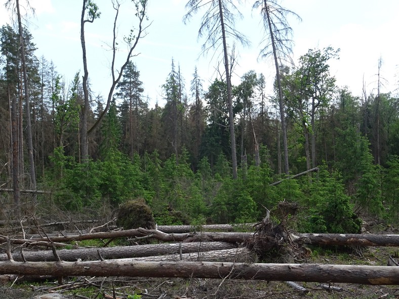 Puszcza Białowieska Fot. Fundacja Dzika Polska