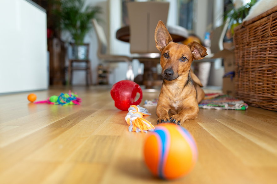 Psy nie zawsze od razu wiedzą jak bawić się zabawkami - TeamDaf/stock.adobe.com
