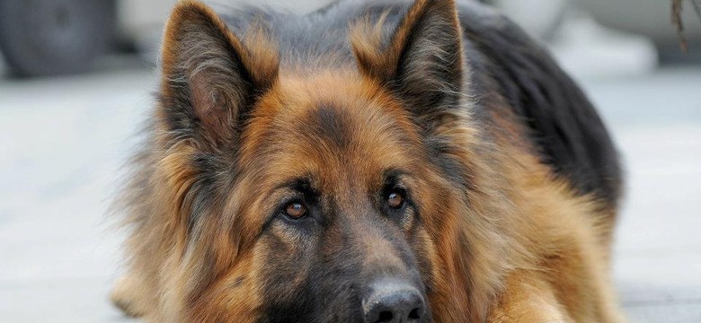 Komisarz Alex i jego opiekunowie. QUIZ dla fanów serialu