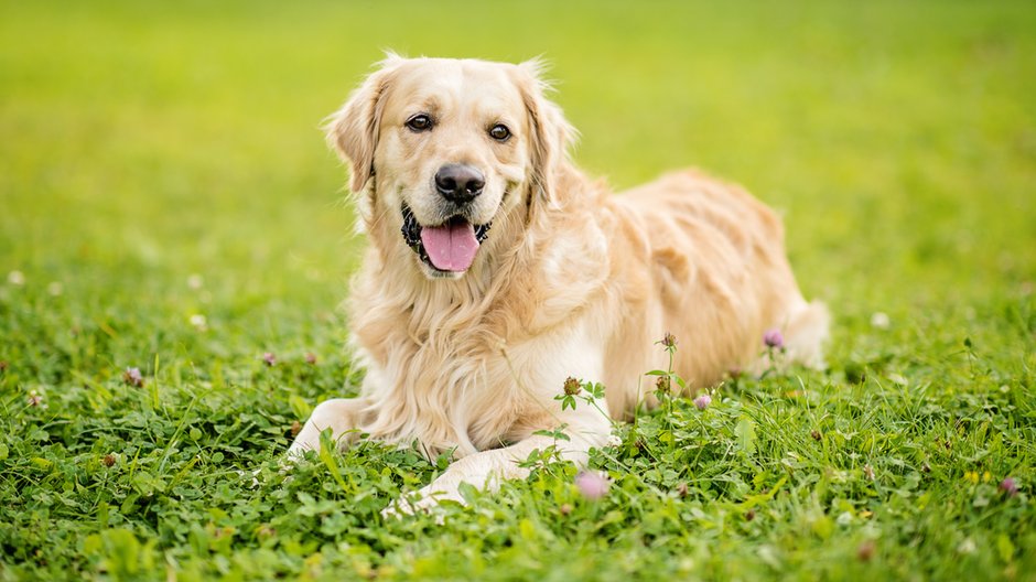 Golden retriever - Lumistudio/stock.adobe.com