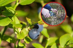 Jak dbać o borówkę amerykańską? O tym ważnym zabiegu musisz pamiętać