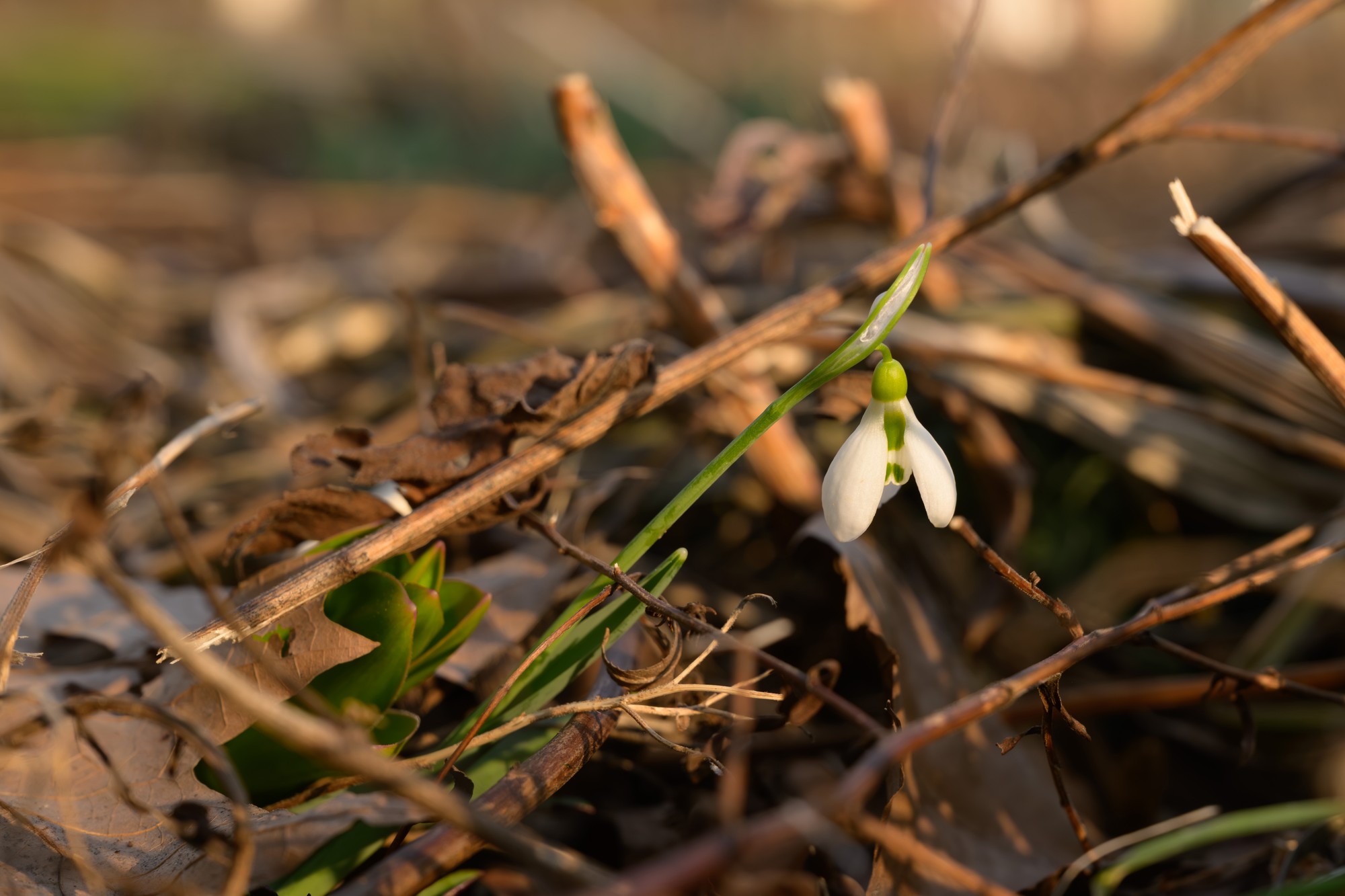 Jar v Mestskom parku v Nitre.