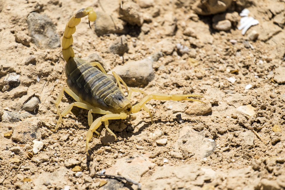 5. Leiurus quinquestriatus czyli skorpion Deathstalker