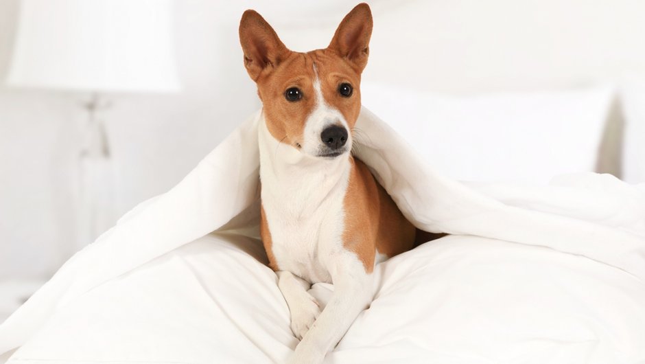 Pies rasy basenji