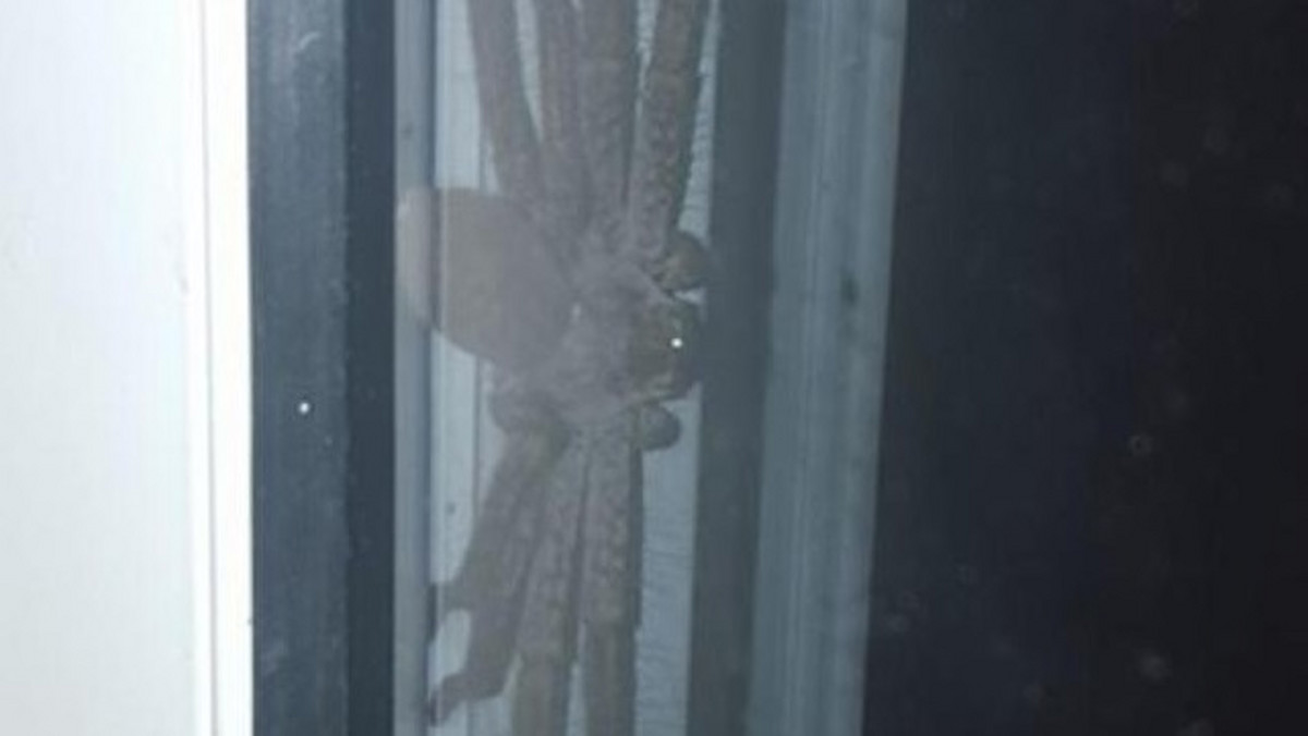 Zdjęcia ogromnego pająka we framudze drzwi kilka dni temu trafiło do sieci i od razu wzbudziło niepokój internautów. Wielu z nich uważało, że to żart. Okazuje się jednak, że pająk jest prawdziwy.