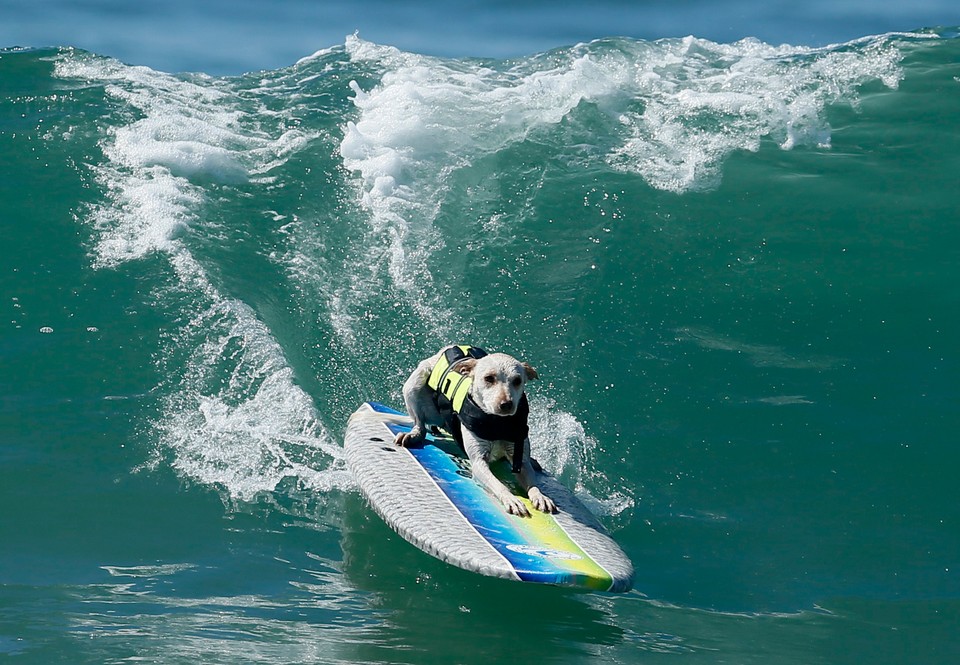 Takich surferów jeszcze nie widzieliście!