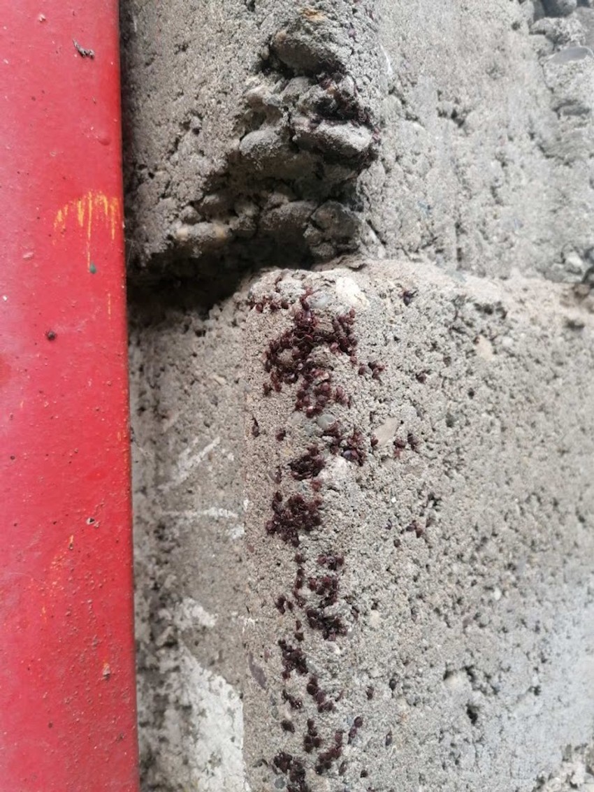 Grozdovi kreplja - grupisani na jednom mestu