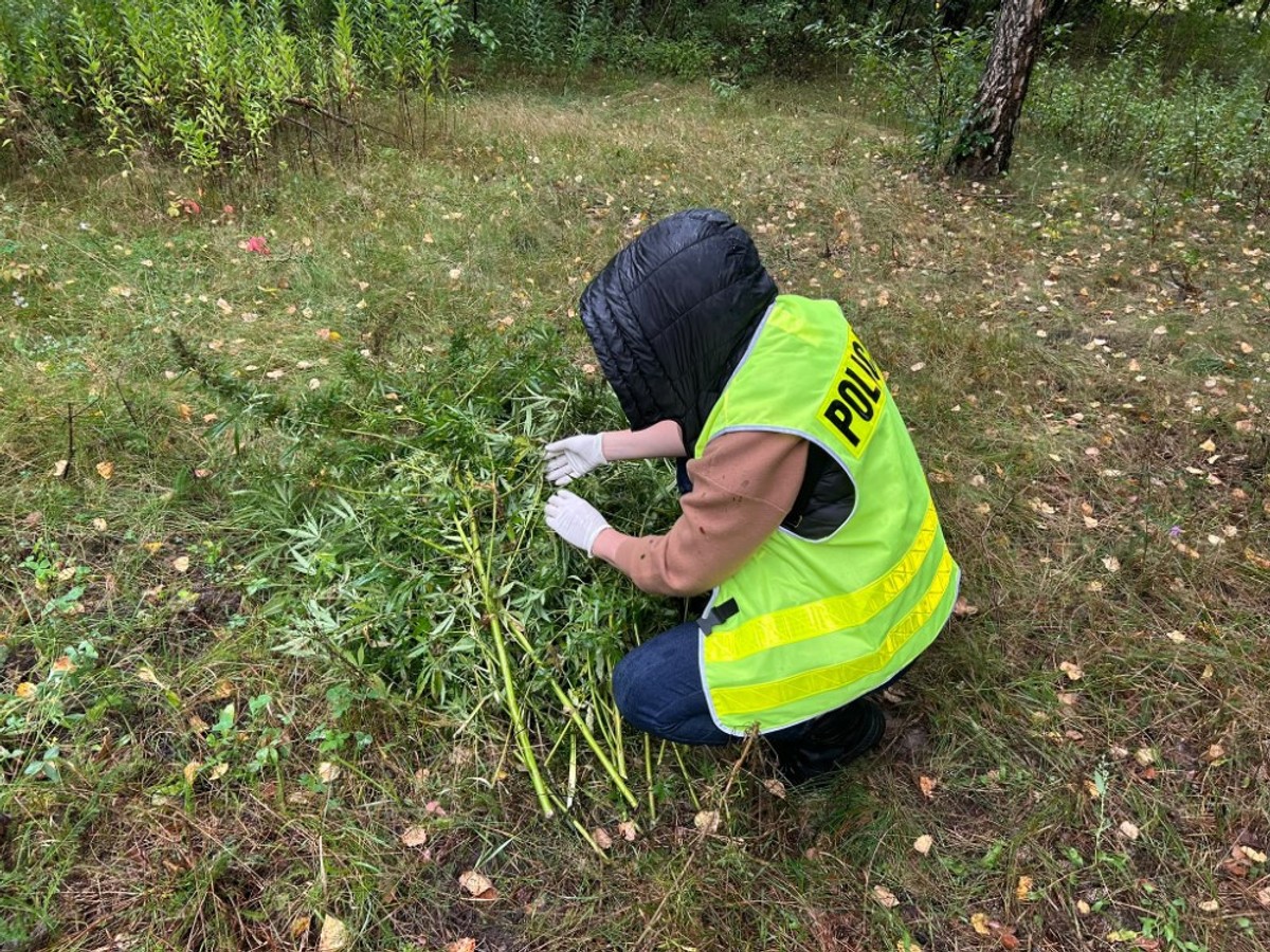 Plantacja marihuany pod Otwockiem: narkotyki miały trafić do uczniów podstawówek