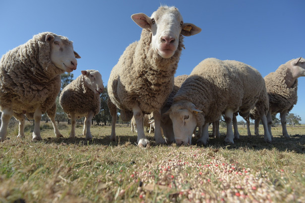 Australia, znana z masowej hodowli owiec, obecnie stoi w obliczu bezprecedensowego kryzysu. Kraj ten, który dumnie uważa się za wiodącego producenta i eksportera mięsa owczego, zmaga się z nadmiarem owiec, co prowadzi do drastycznego spadku cen baraniny i zmusza niektórych rolników do oddawania swoich zwierząt za darmo lub niechcianego uboju.