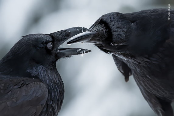 Zwycięzcy Wildlife Photographer of the Year 2021