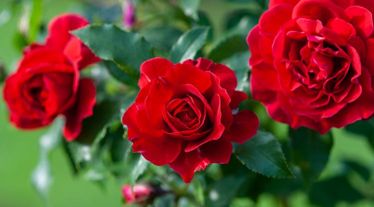 A rózsák meghálálják a gondoskodást Fotó: Getty Images