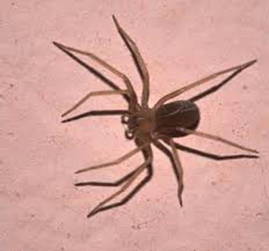 Smeđi pauk samotnjak