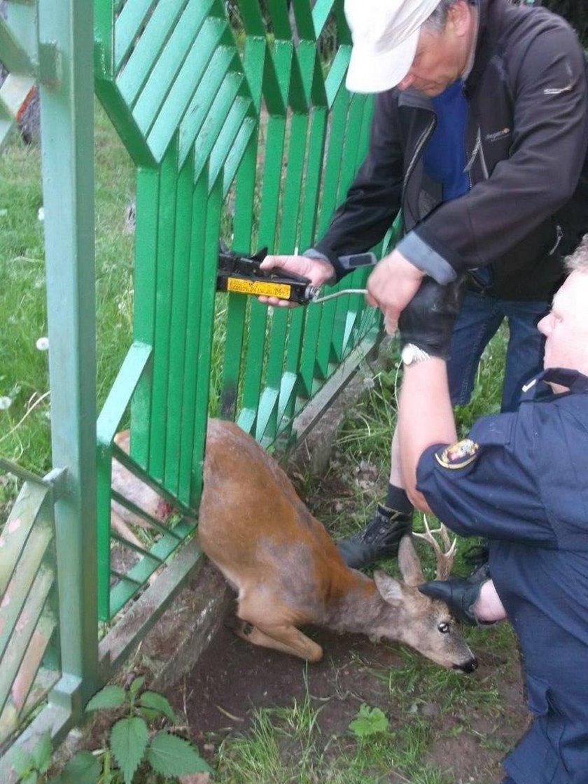 Sarna utknęła w ogrodzeniu