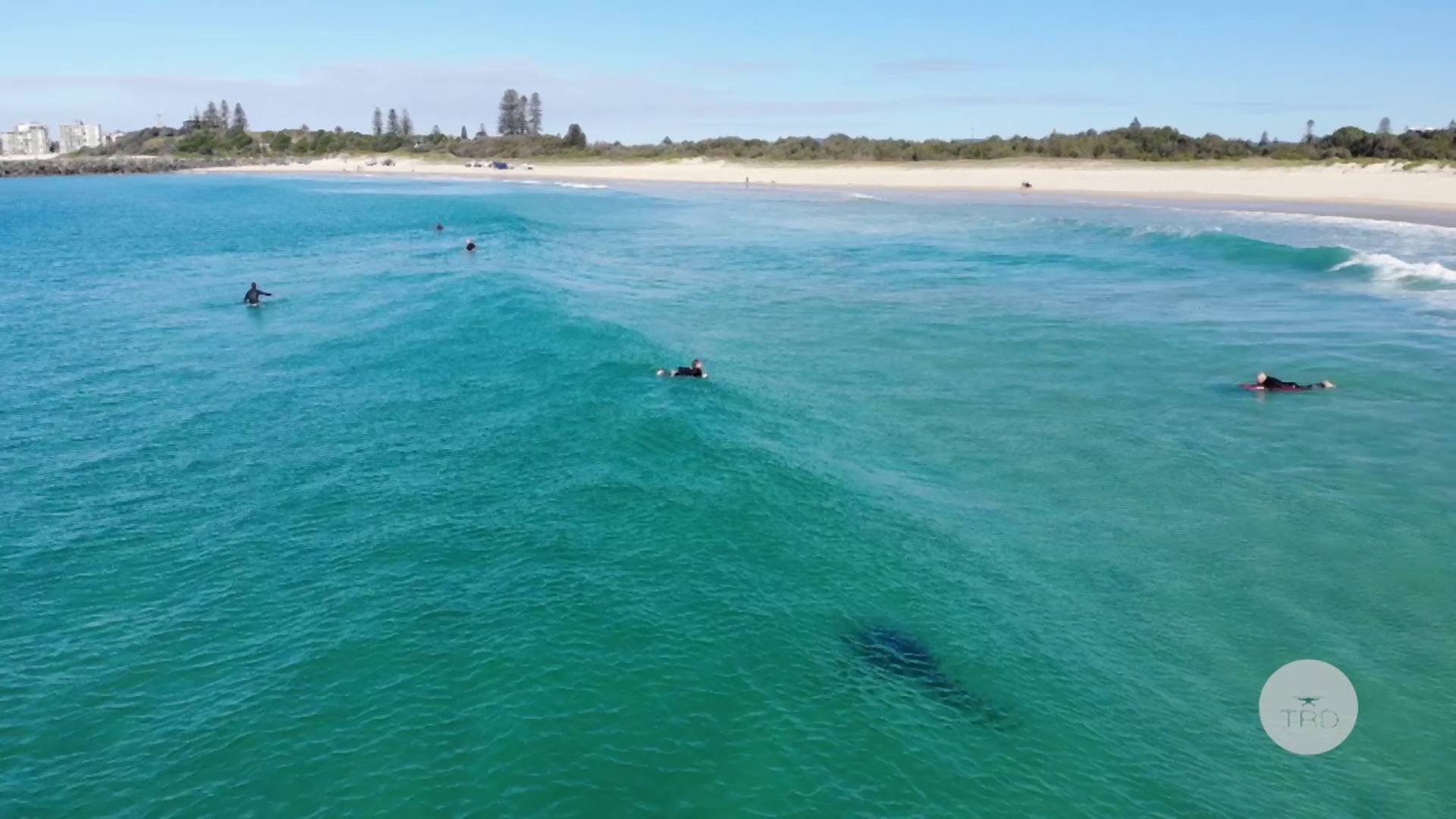 A hideg is kiráz ettől a drónfelvételtől: centikre haladt el a gyanútlan szörfösök mellett egy hatalmas cápa - videó