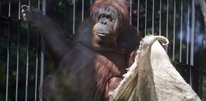 Orangutanica Raja namalowała obraz dla WOŚP