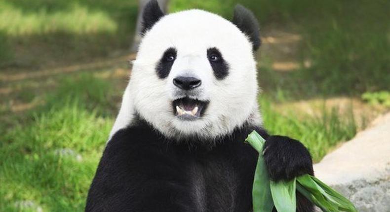 Chinese Panda