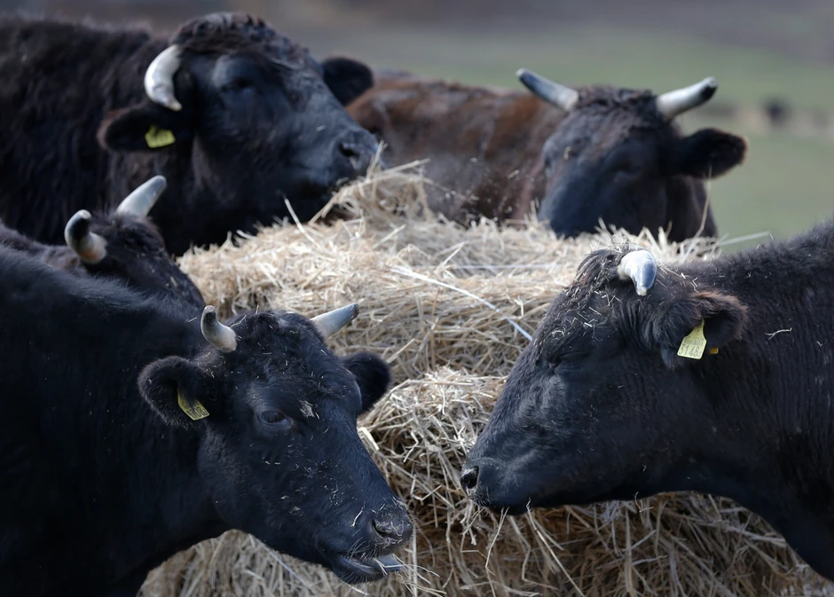 Krave u zoni isključenja