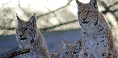 Oto nowi mieszkańcy wrocławskiego zoo